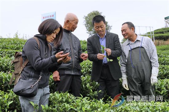 中国农业科学院农技专家赴点头茶山指导生态茶园冬季封园管理