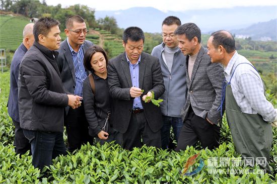 中国农业科学院农技专家到点头茶山指导生态茶园冬季封园管理