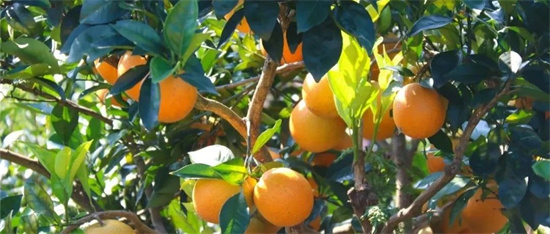 翠郊脐橙熟了，“甜”满你的冬天！