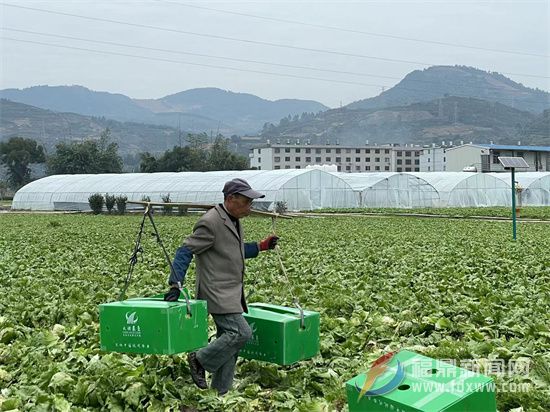 潋城生菜上市，产销两旺