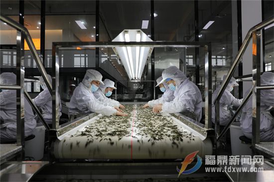 福鼎： 国内首条白茶智能化精制生产流水线启用