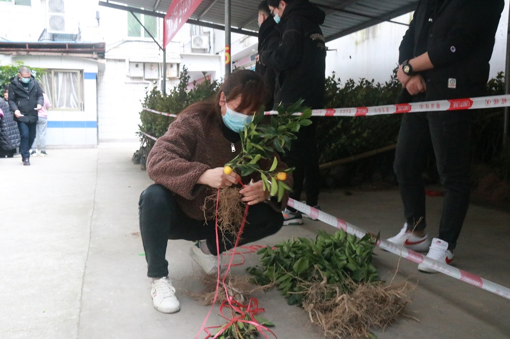 【网络中国节·春节】“春节回家种棵树”活动开始领苗