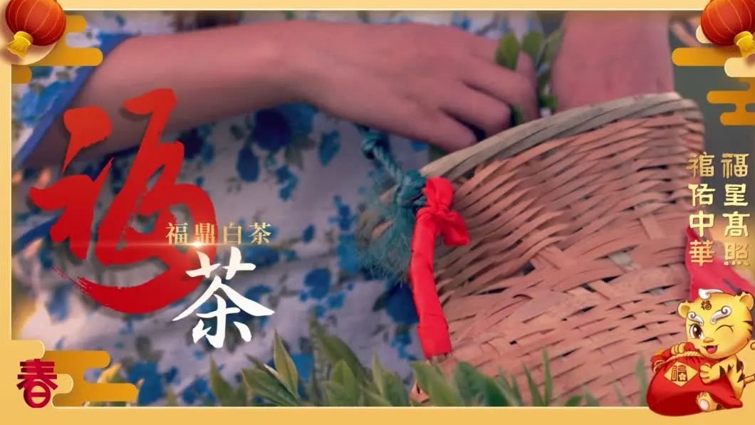 【网络中国节·春节】福见福鼎喝福茶