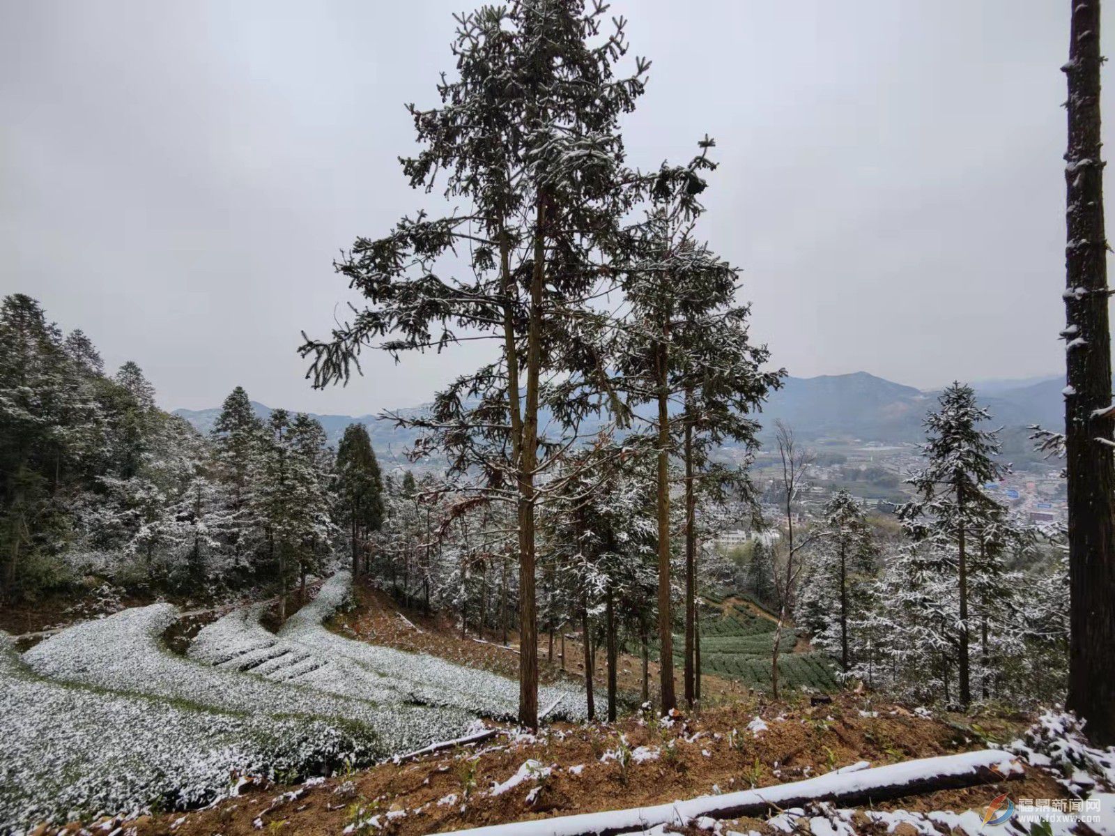 福鼎：虎年开盛景 瑞雪兆丰年