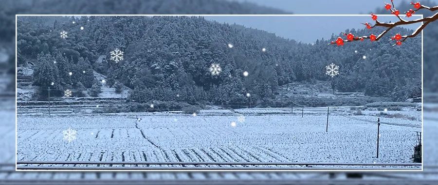 今天福鼎的雪下得很认真！