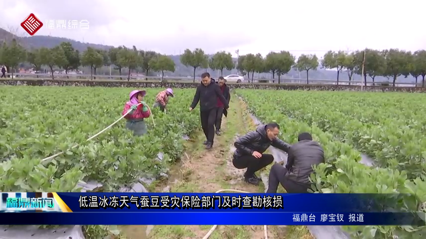 低温冰冻天气蚕豆受灾保险部门及时查勘核损