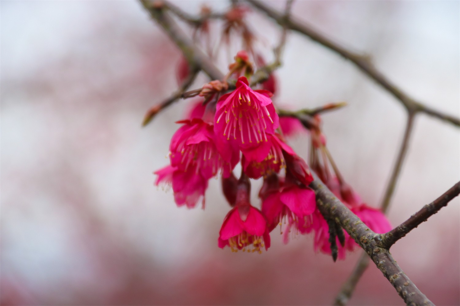 春天就是要看花花花花花！
