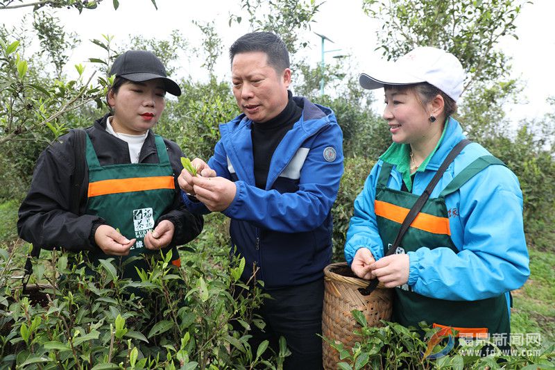 茶乡点头：第一茬春茶已陆续开菜