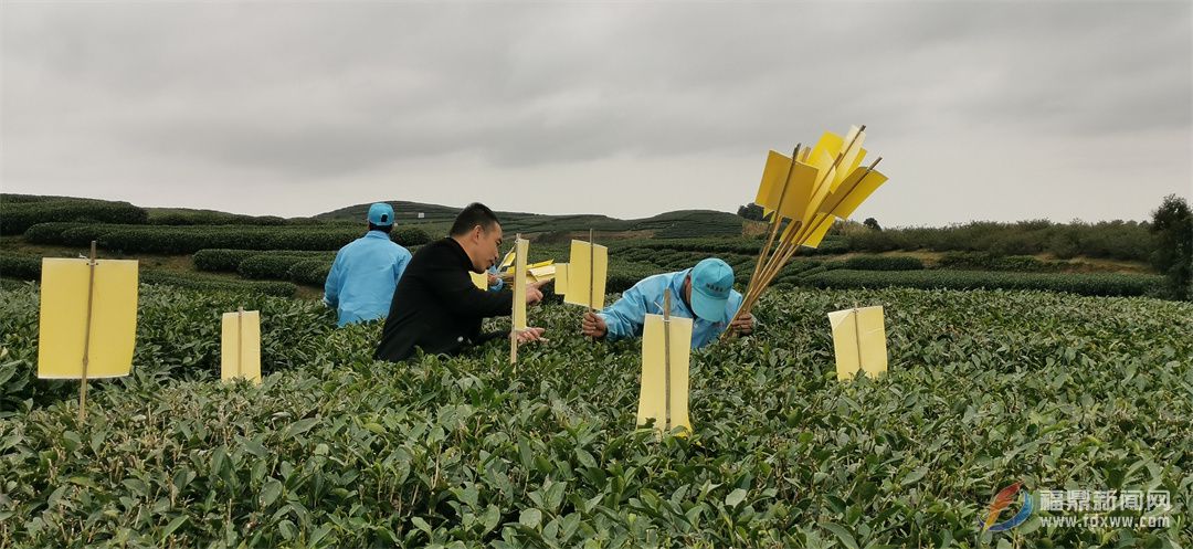 福鼎：茶园抓管理 春茶备战忙