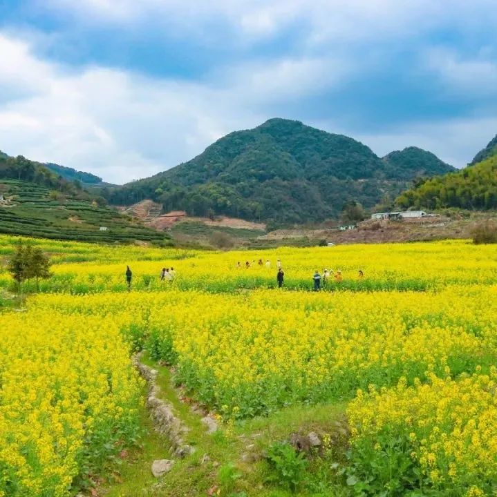 50亩油菜花，绝美！快来~