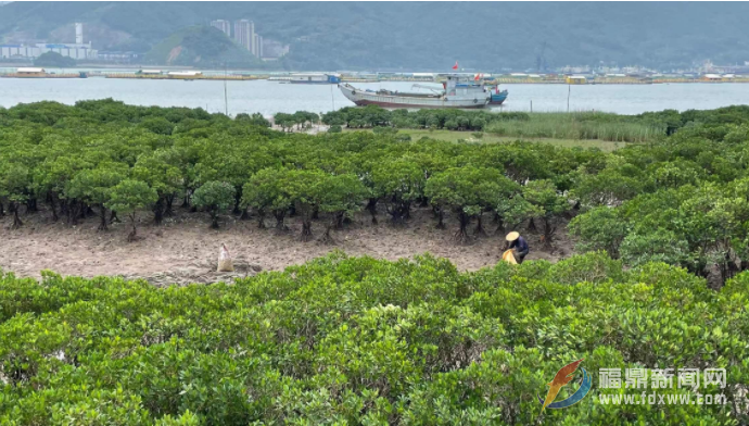 福鼎:种植红树林 修复海岸线