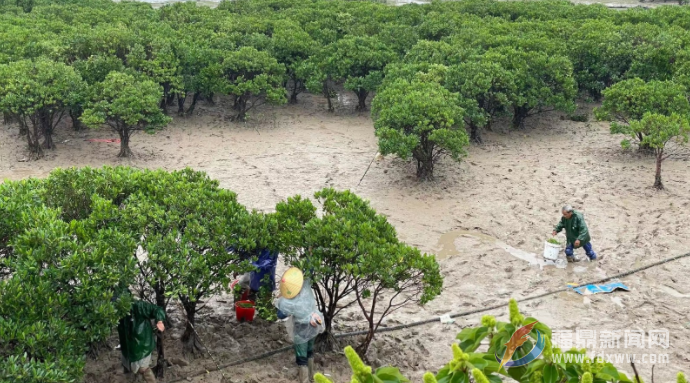80万株红树林种苗 将修复1000多亩海岸带