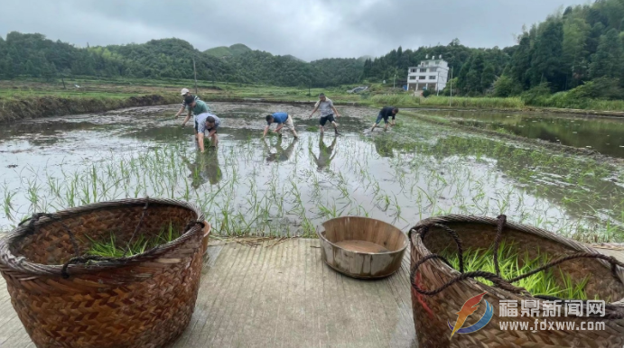 返乡党员挑起种粮“大梁”