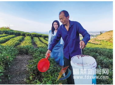 浇灌天然生物激活剂  提高茶叶抗逆性