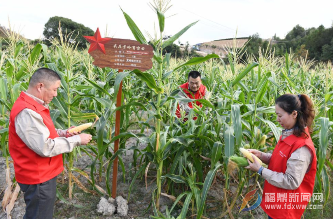 市供电公司：认领一亩田 荒地变良田