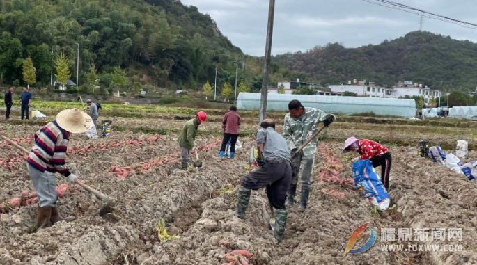 5万亩甘薯迎丰收 田间采挖甜蜜蜜