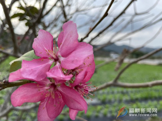 春天的海棠花又在秋天绽放