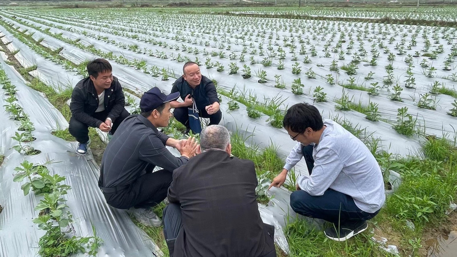 农技人员田间把脉 助冬种增收