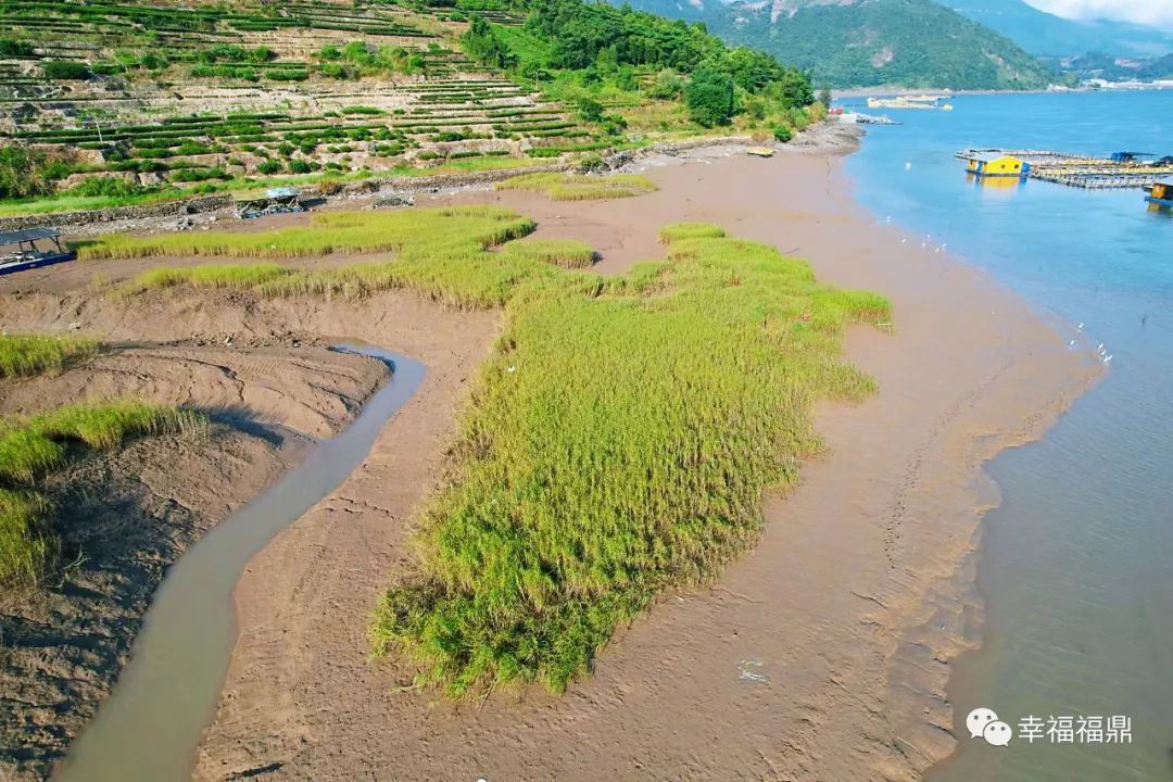 加强日常巡查管控，确保互花米草除治成效