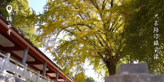 冬已至，叶正黄。一起到硖门畲族乡瑞云寺看一场“银杏雨”吧。