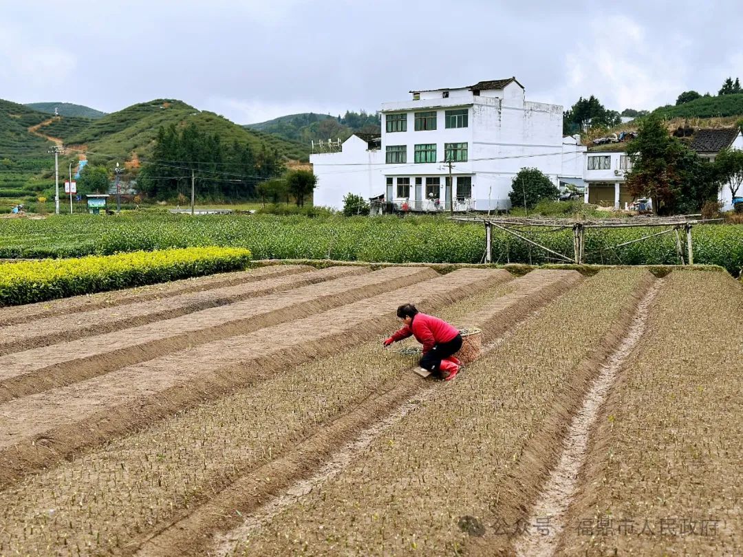 黄栀子育苗增收正当时