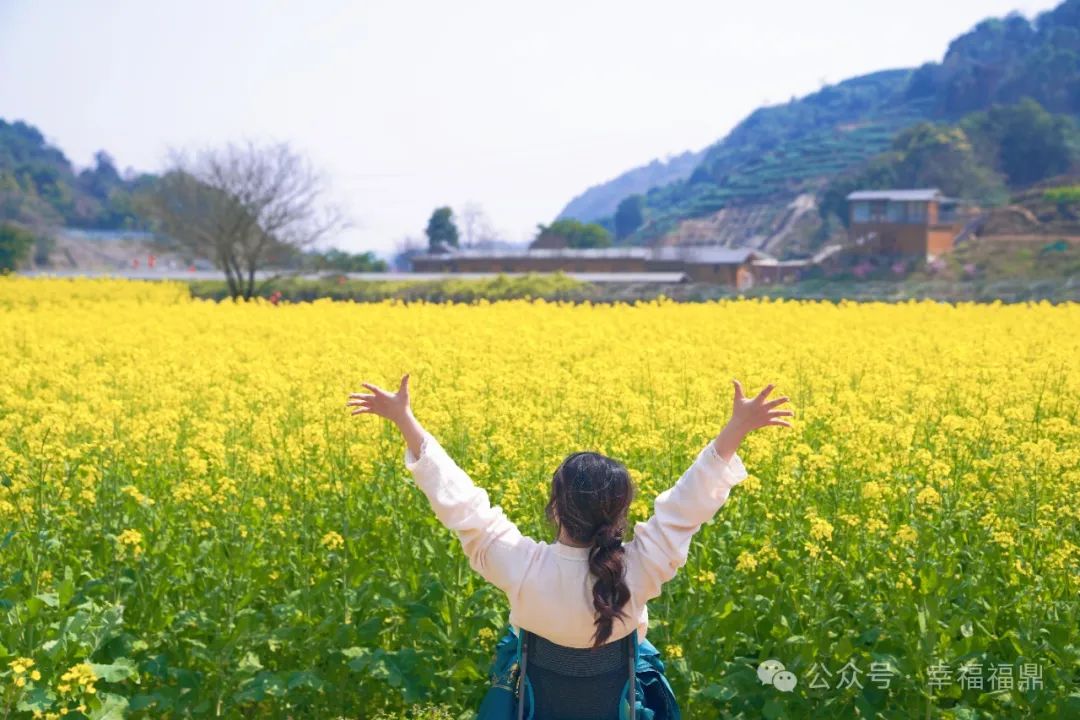 “故事的小黄花”，开了！