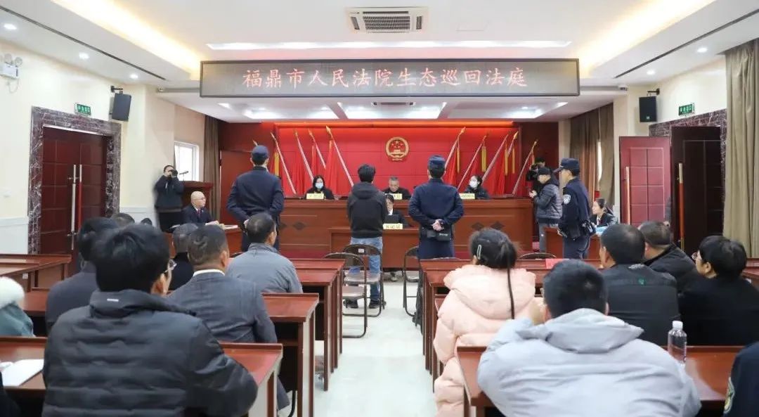 福鼎法院开展巡回审判！3名买卖“金豆”违法人员被判刑！
