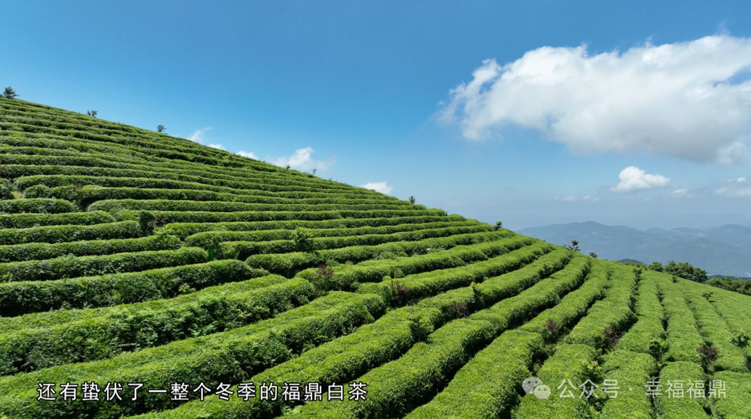 【视野】诚信经营，茶香万里