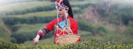 “三茶”统筹  点“白”成金