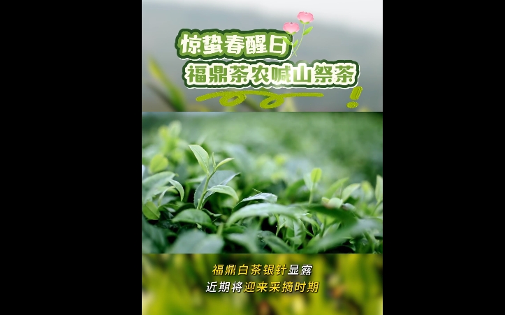 茶发芽咯！惊蛰春醒日，福鼎茶农喊山祭茶
