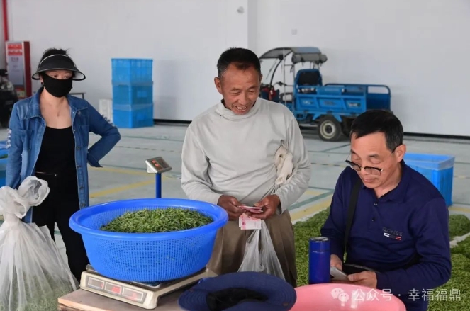 管阳茶青交易市场正式启用