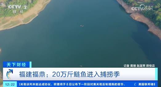 福建福鼎：20万斤鲢鱼进入捕捞季