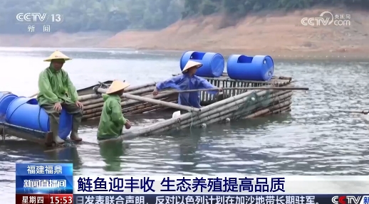 福建福鼎 鲢鱼迎丰收 生态养殖提高品质