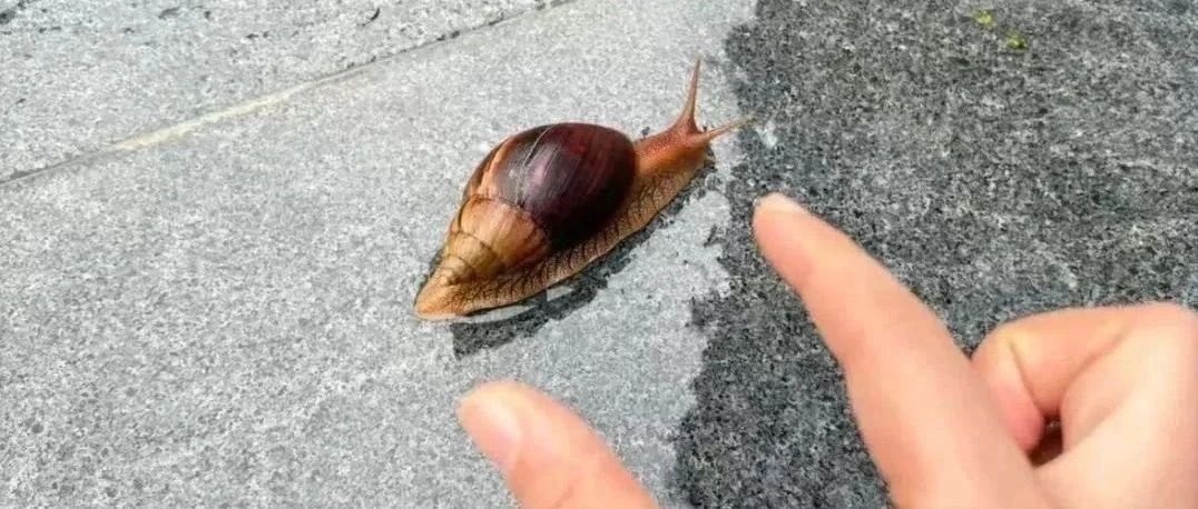 别好奇，赶紧远离！这种“大蜗牛”，有毒→