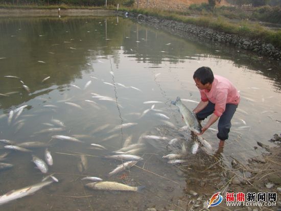 草鱼暴死.JPG