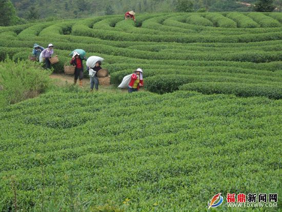 茶叶基地6 (3).jpg