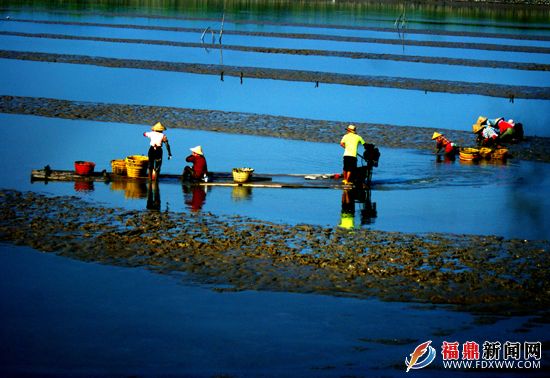 2一大早,渔民们就开始在养殖池里收挖海蛏了。.JPG
