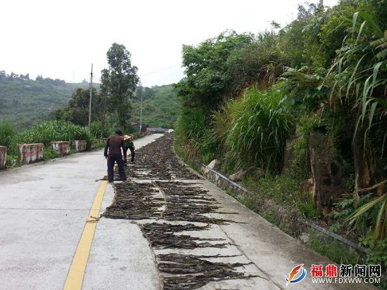 养殖户在公路旁晾晒海带.jpg