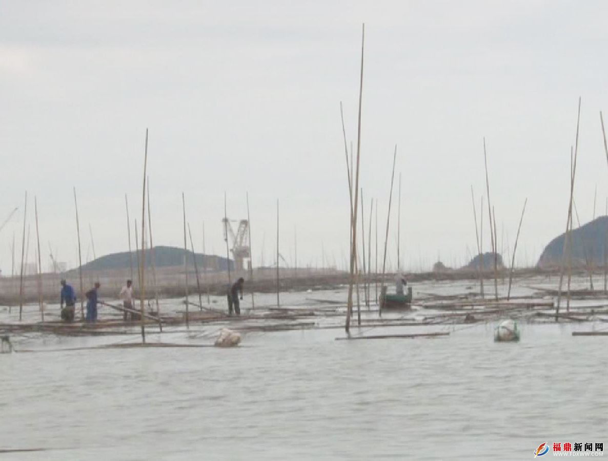 硖门乡紫菜养殖户积极开展灾后生产.jpg