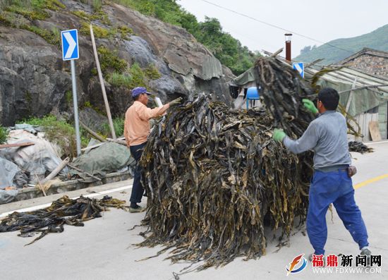 几名养殖户将晒干的海带装车.JPG