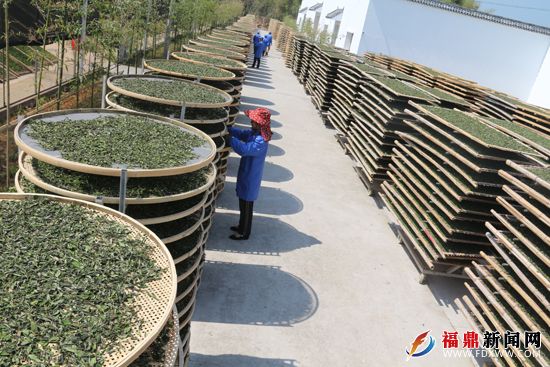 白茶庄园 (2).JPG