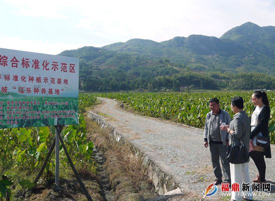 福鼎局标准化工作人员深入槟榔芋示范区开展帮扶活动.jpg