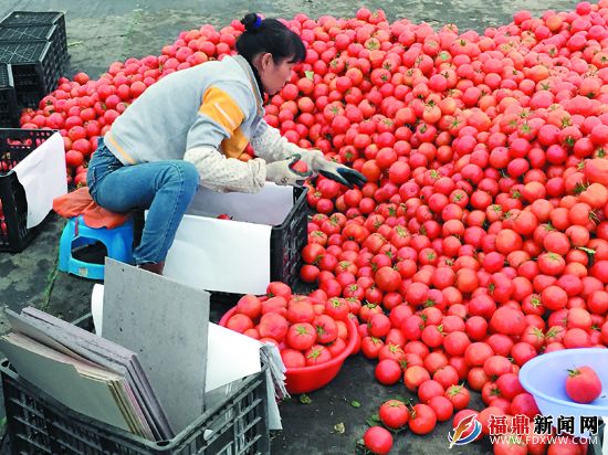 佳阳西红柿.JPG