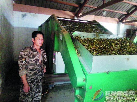 工人用机器对茶叶进行烘干.jpg