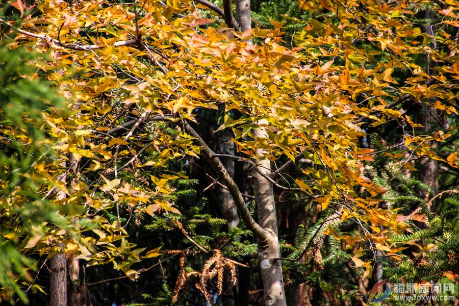 06-丰收色的枫叶.jpg