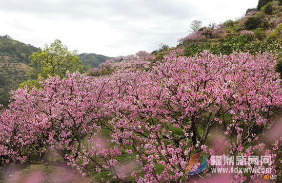 0照兰桃花 (4).jpg