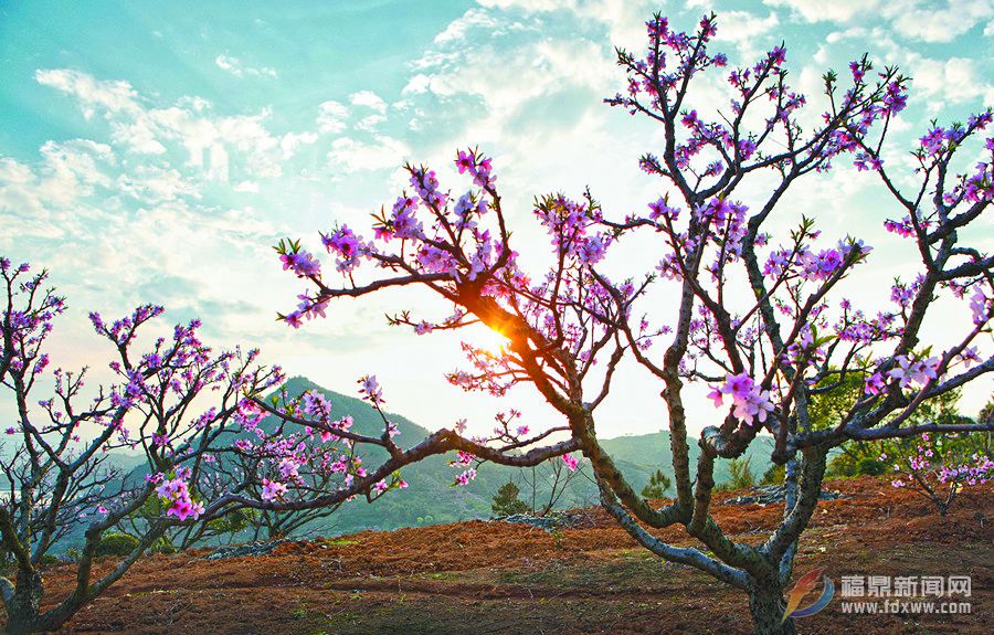 《在那桃花盛开的地方》 林秀链 拍摄地:过海石 (1).jpg