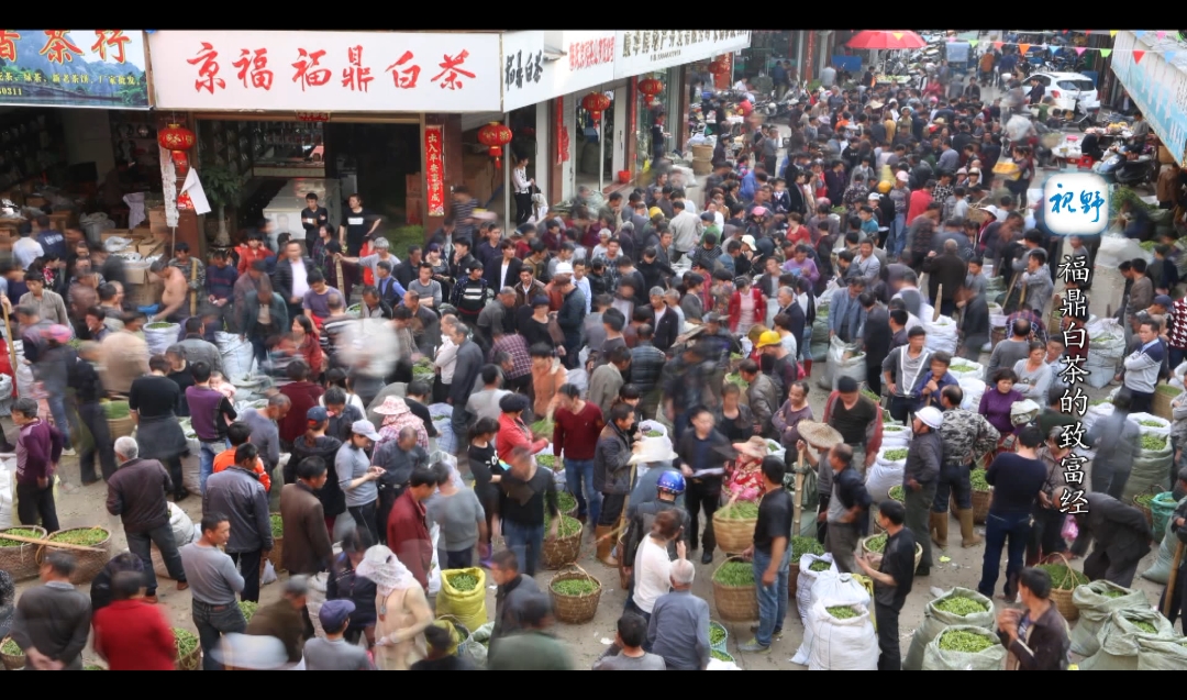 福鼎白茶致富经
