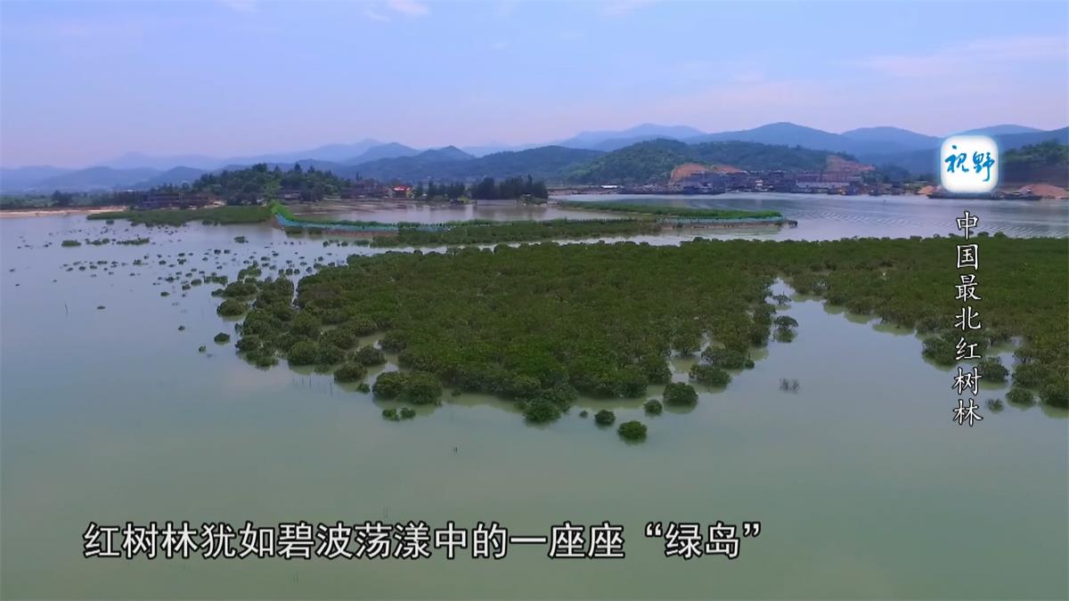 中国最北红树林