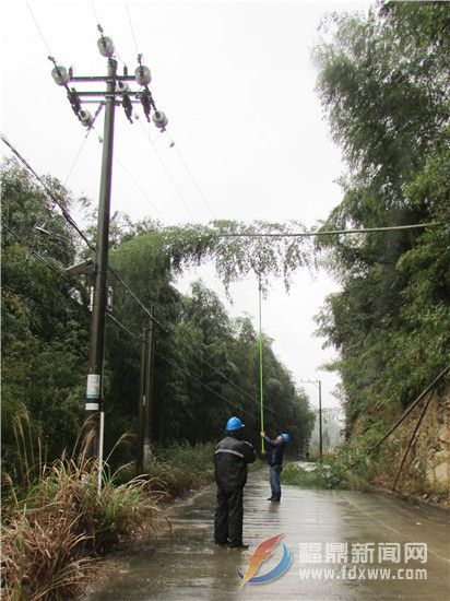 国网福鼎市供电公司：深入高山清理树障  保春节安全用电 (1).jpg